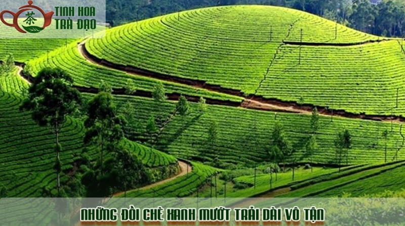 Những đồi chè xanh mướt trải dài vô tận tại Thái Nguyên
